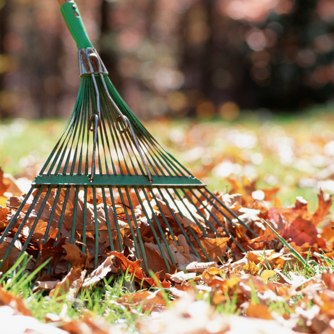 Rake pulling leaves in teh grass